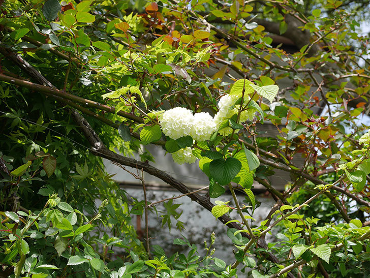 オオデマリ（大手鞠）の花が咲いた。2020年-6.jpg