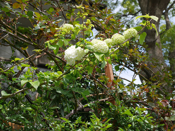 オオデマリ（大手鞠）の花が咲いた。2020年-7.jpg