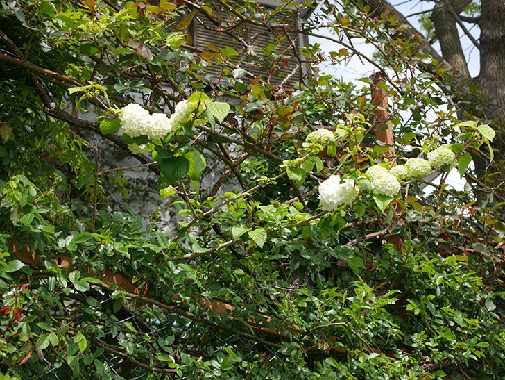 オオデマリ（大手鞠）の花が咲いた。2020年-9.jpg