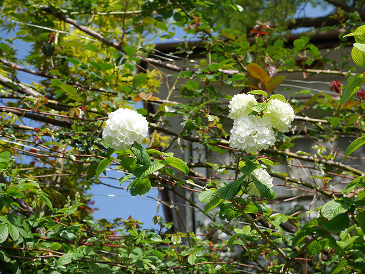 オオデマリ（大手鞠）の花が咲いた。2021年-028.jpg