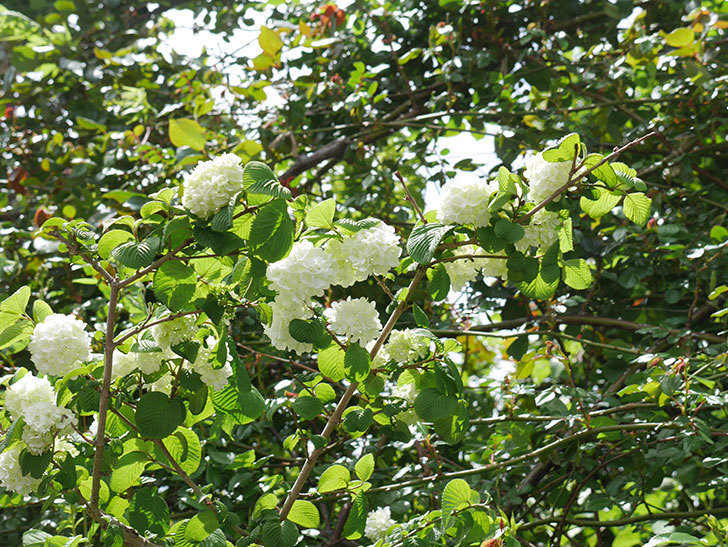 オオデマリ（大手鞠）の花が咲いた。2022年-017.jpg