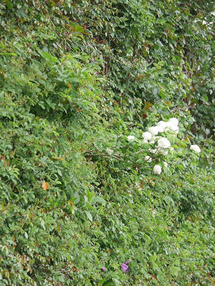 オオデマリ（大手鞠）の花が咲いた。2022年-021.jpg