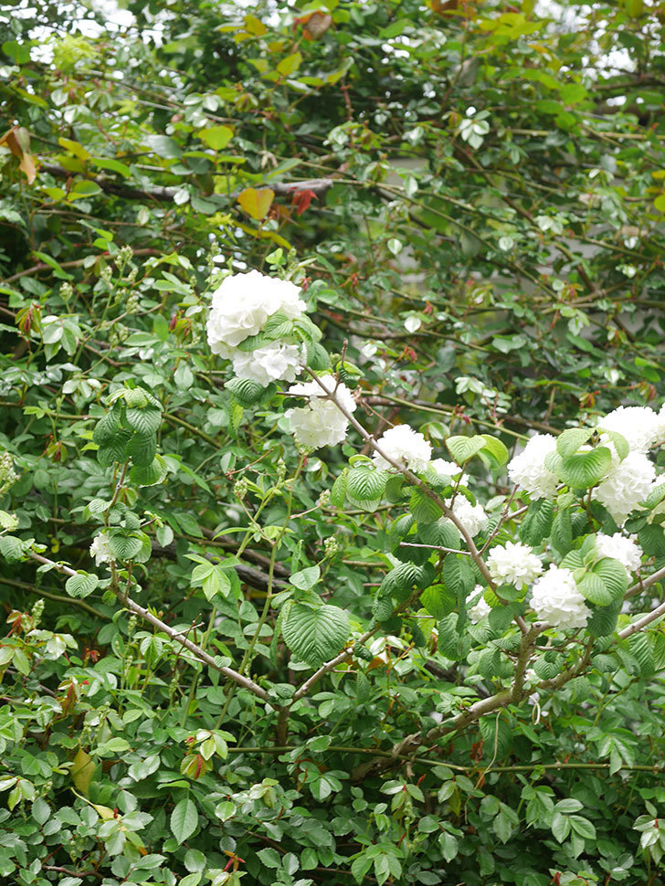 オオデマリ（大手鞠）の花が咲いた。2022年-040.jpg