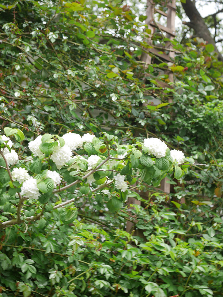 オオデマリ（大手鞠）の花が咲いた。2022年-041.jpg