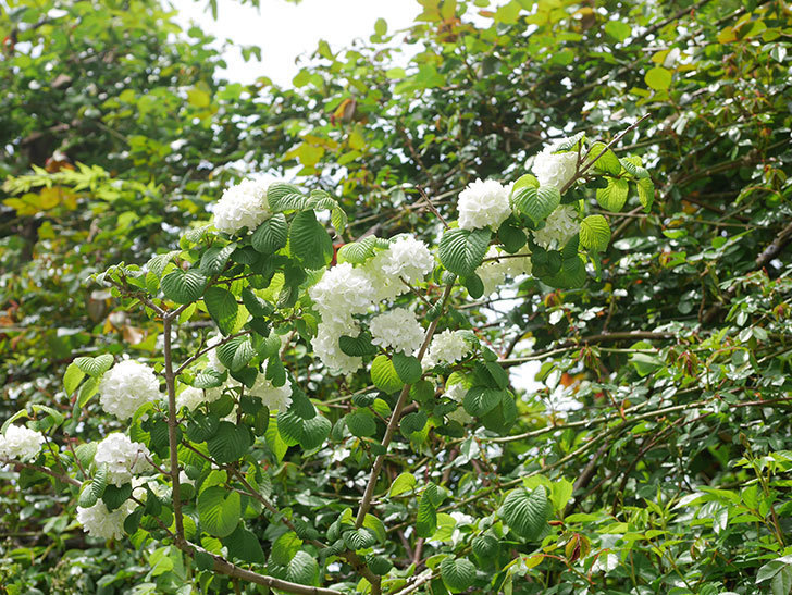 オオデマリ（大手鞠）の花が咲いた。2022年-043.jpg