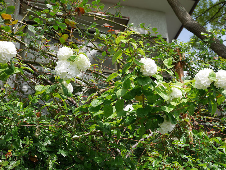 オオデマリ（大手鞠）の花が綺麗に咲いた。2021年-026.jpg