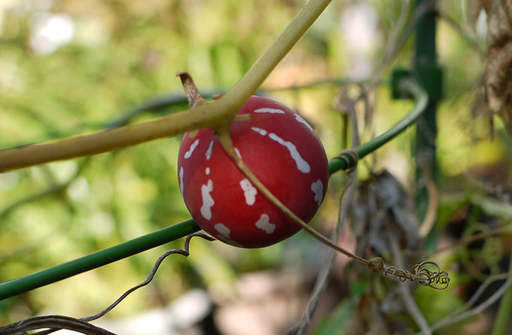 オキナワスズメウリの実が赤くなってきた。2015年-2.jpg