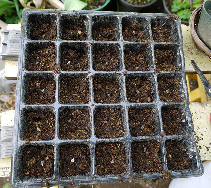オキナワスズメウリの種を蒔いた。2016年-5.jpg