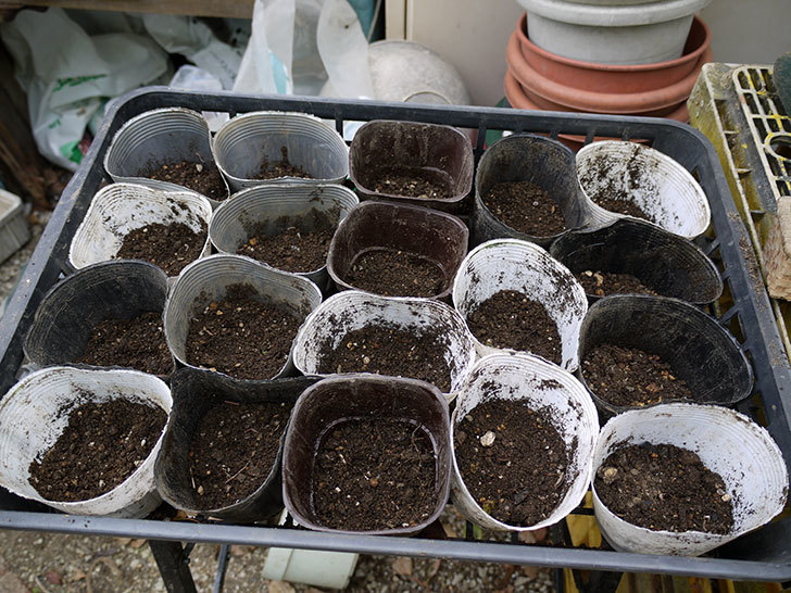 オキナワスズメウリの種を蒔いた。2017年-4.jpg