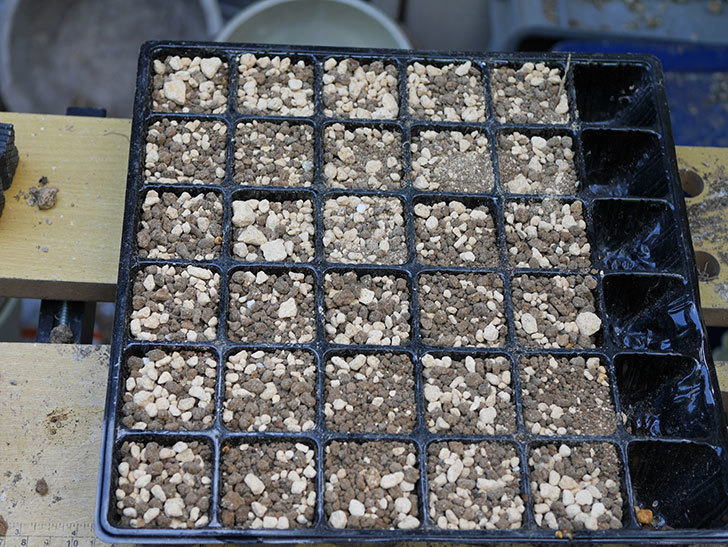 オキナワスズメウリの種を蒔いた。2018年-1.jpg