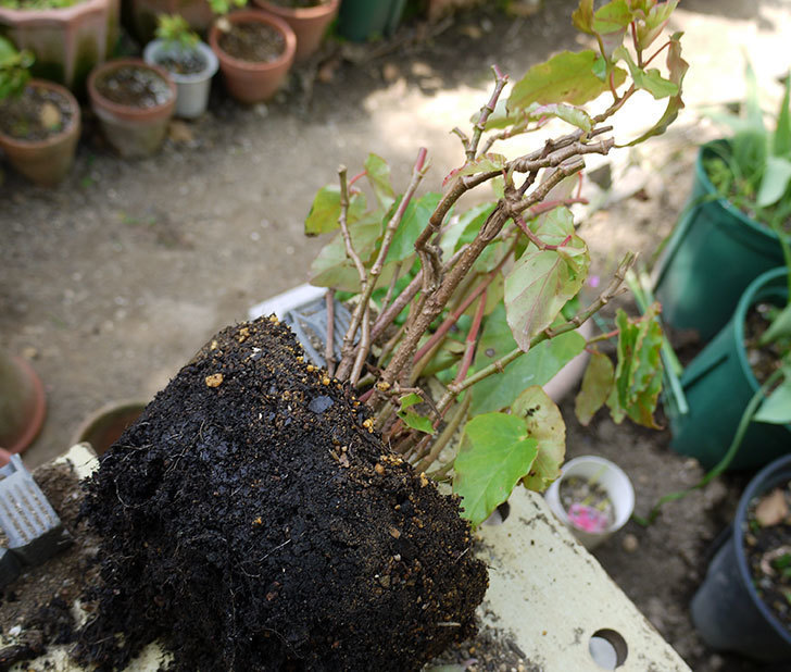 オサヒメ(木立性ベゴニア)をスリット鉢に植え替えた。2016年-1.jpg