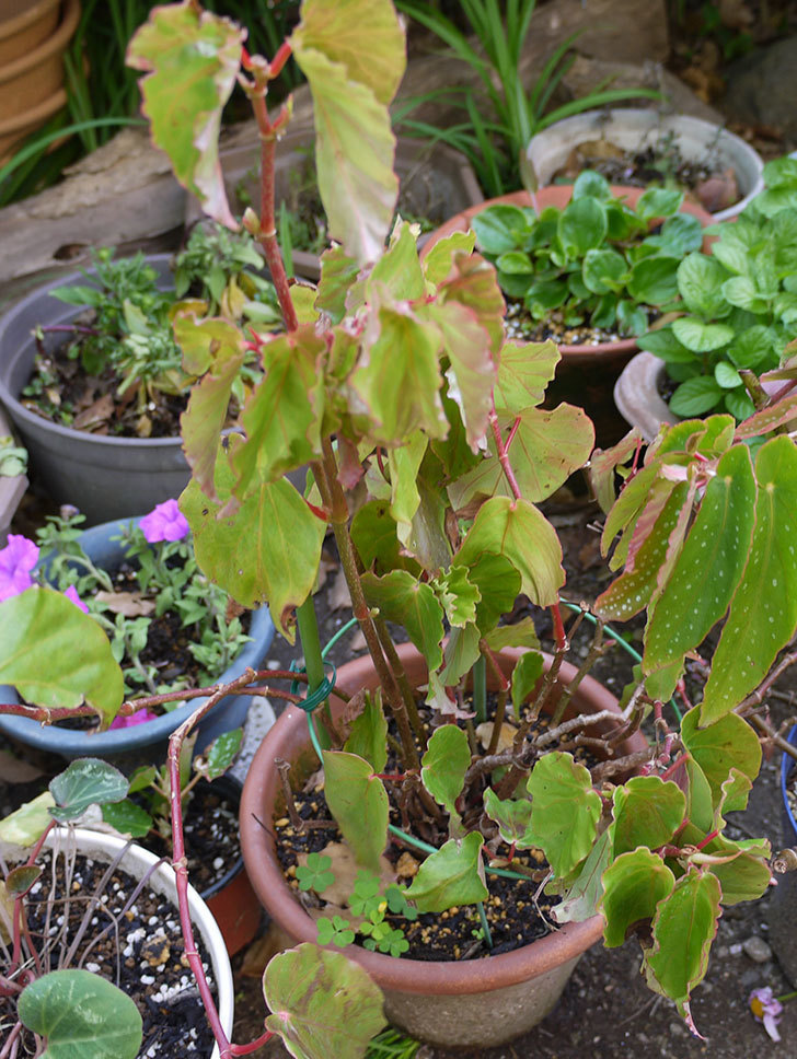 オサヒメ(木立性ベゴニア)をスリット鉢に植え替えた。2016年-2.jpg