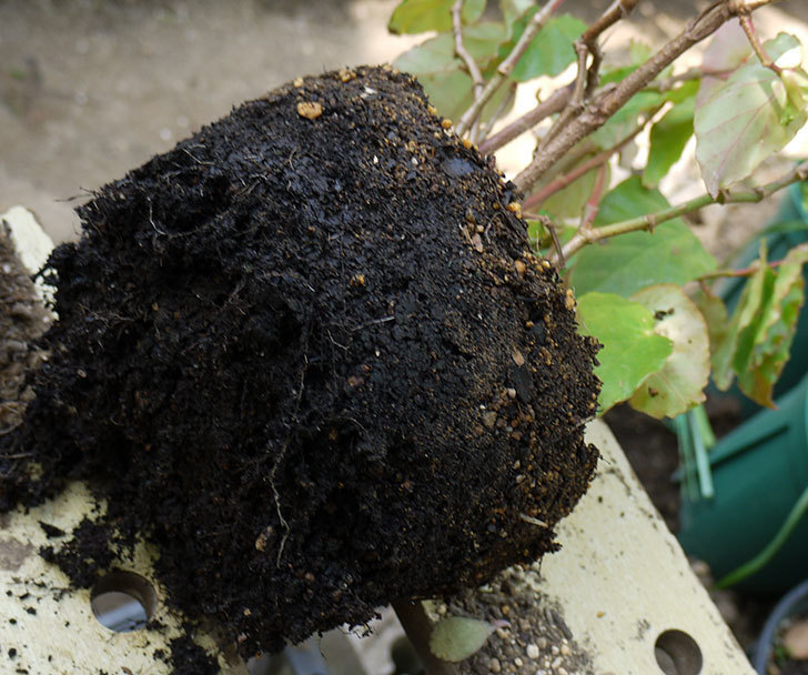 オサヒメ(木立性ベゴニア)をスリット鉢に植え替えた。2016年-5.jpg