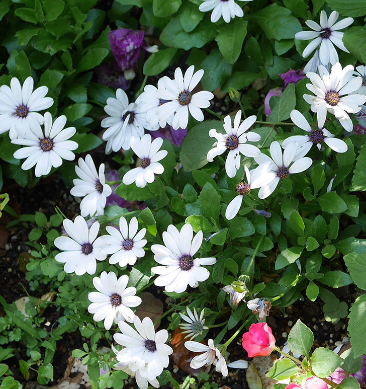 オステオスペルマム-アキラの花が増えて来た。2019年-2.jpg