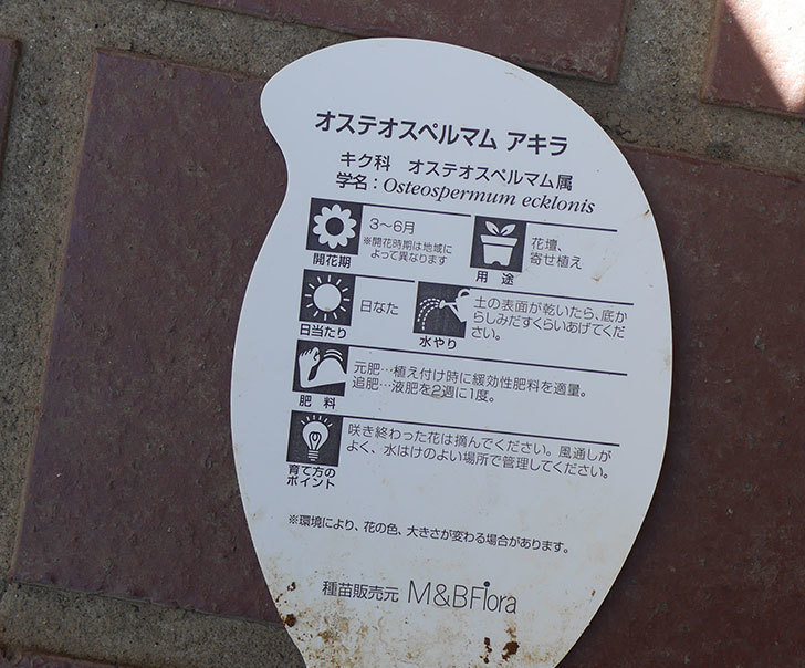 オステオスペルマム-アキラの苗がホームズで54円だったのでを7個買って来た。2019年-6.jpg