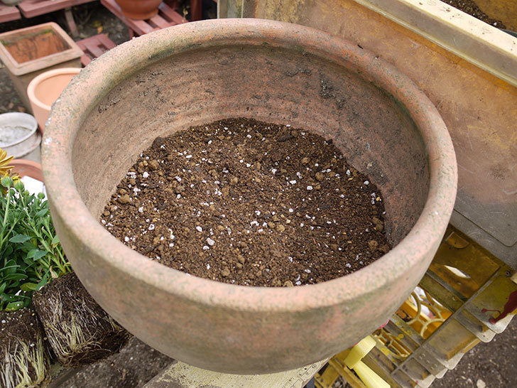 オステオスペルマムを鉢に植えた。2016年-5.jpg