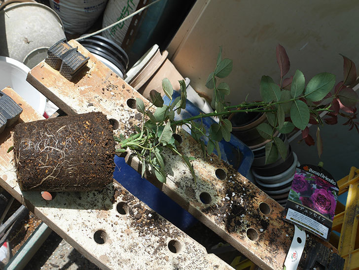オデュッセイア(Odysseia)の新苗を6号ロングスリット鉢に植え換えた。半ツルバラ。2020年-001.jpg