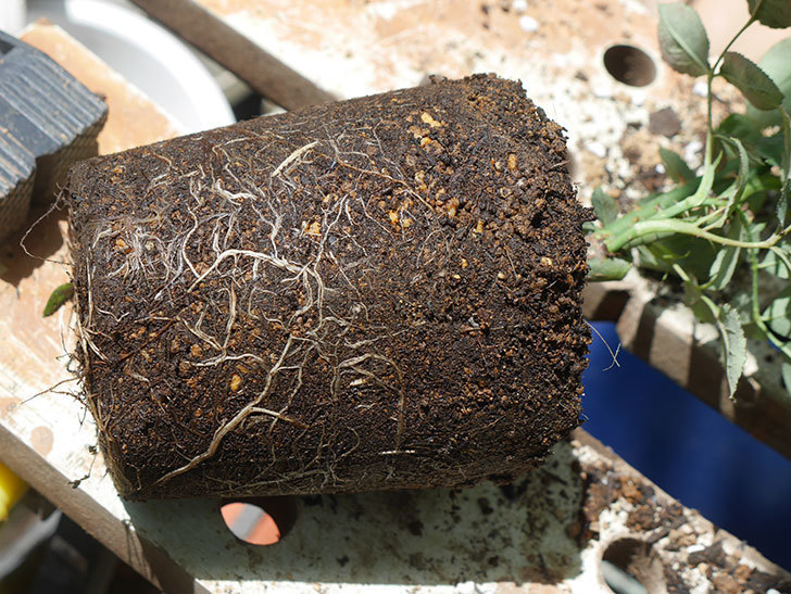 オデュッセイア(Odysseia)の新苗を6号ロングスリット鉢に植え換えた。半ツルバラ。2020年-002.jpg