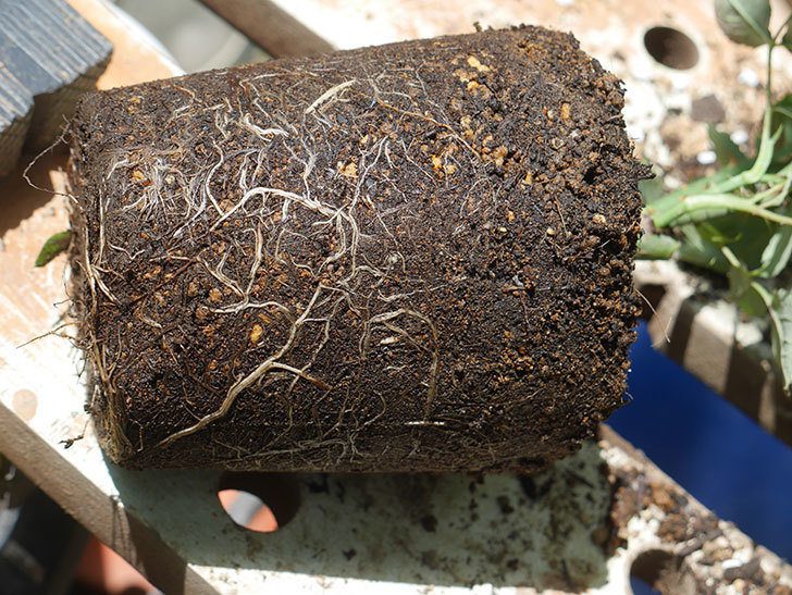 オデュッセイア(Odysseia)の新苗を6号ロングスリット鉢に植え換えた。半ツルバラ。2020年-003.jpg