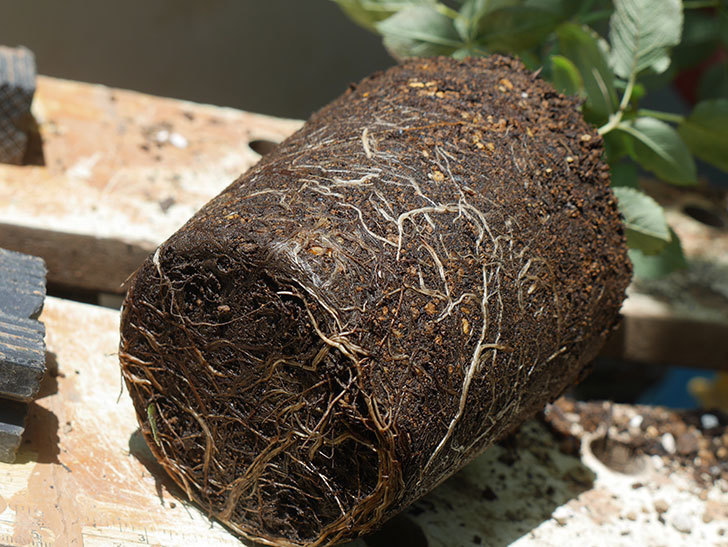 オデュッセイア(Odysseia)の新苗を6号ロングスリット鉢に植え換えた。半ツルバラ。2020年-005.jpg