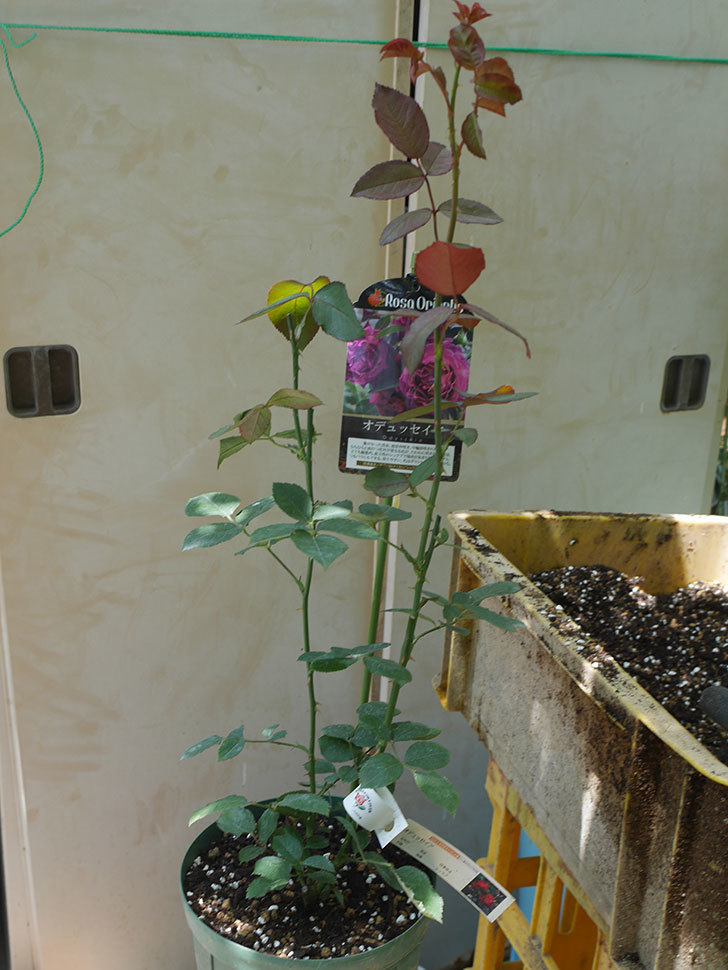 オデュッセイア(Odysseia)の新苗を6号ロングスリット鉢に植え換えた。半ツルバラ。2020年-007.jpg