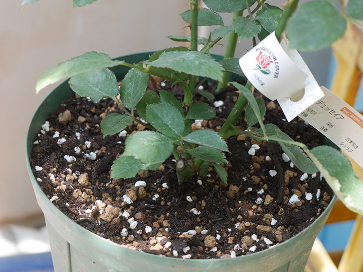 オデュッセイア(Odysseia)の新苗を6号ロングスリット鉢に植え換えた。半ツルバラ。2020年-010.jpg