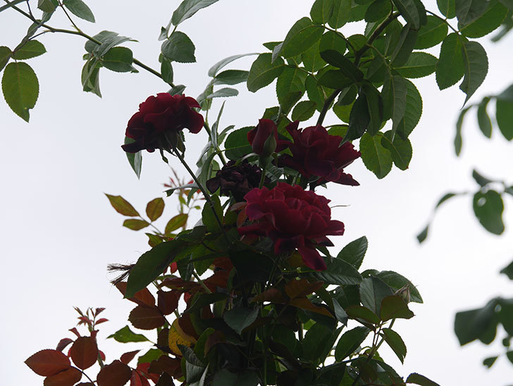 オデュッセイア(Odysseia)の秋花が咲いた。半ツルバラ。2021年-029.jpg