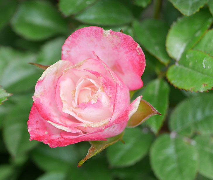 オプティマ-ラブリープリンセス（ミニバラ）の花が咲いた。2019年-3.jpg