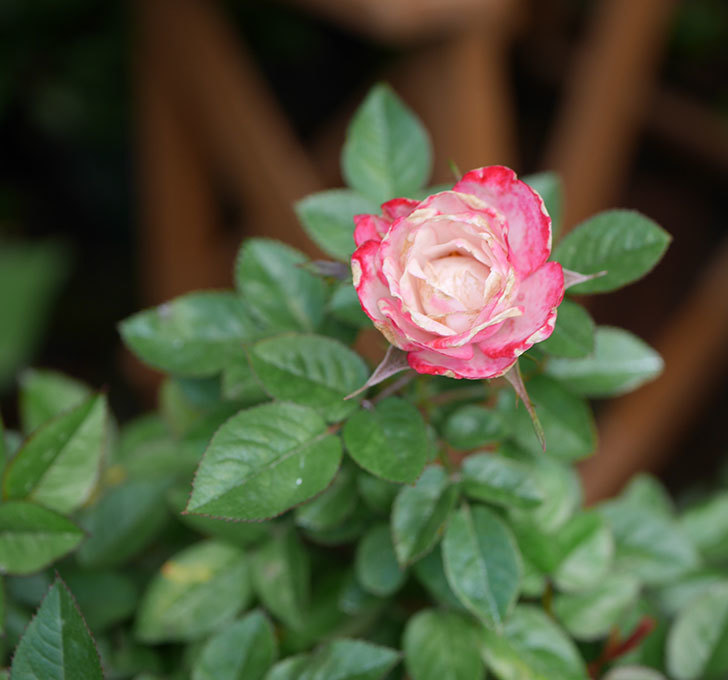 オプティマ-ラブリープリンセス（ミニバラ）の花が咲いた。2019年-4.jpg