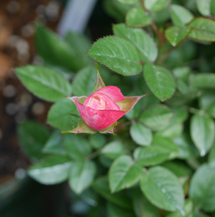 オプティマ-ラブリープリンセス（ミニバラ）の花が咲いた。2019年-7.jpg