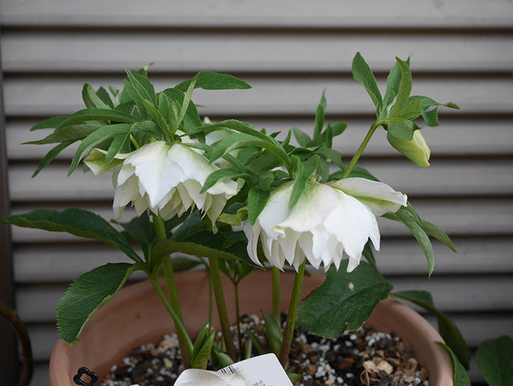 オリエンタリス-ホワイトのダブルの花が咲いた。2020年-5.jpg