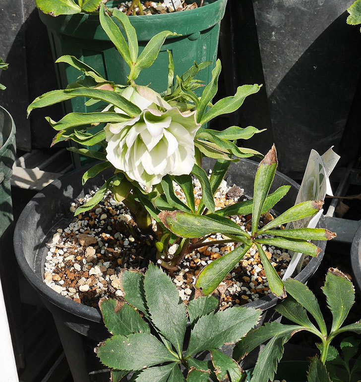 オリエンタリス-ホワイトのダブルの花が咲きだした。2018年-5.jpg