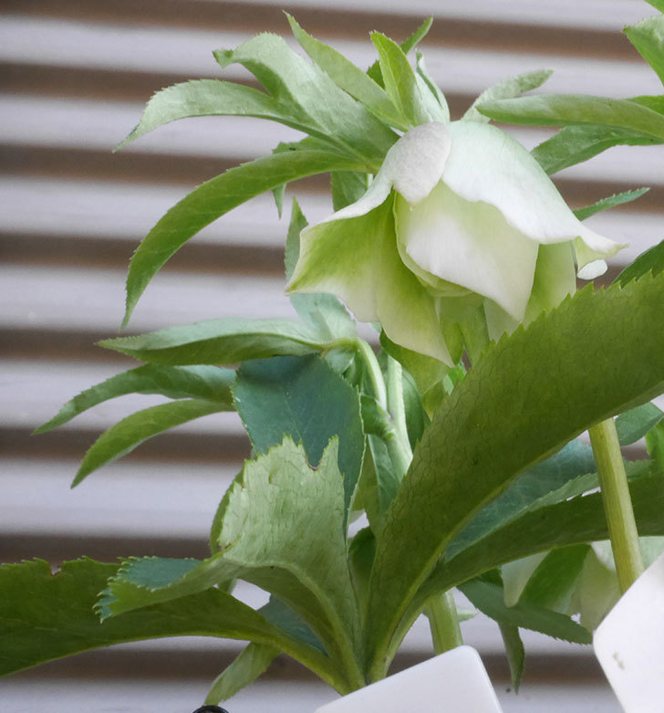 オリエンタリス-ホワイトのダブルの花が咲きだした。2020年-5.jpg