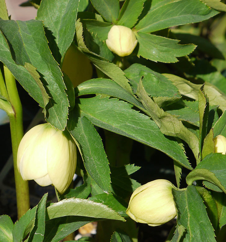 オリエンタリス-黄緑のシングルの花が1個咲いた。2017年-8.jpg