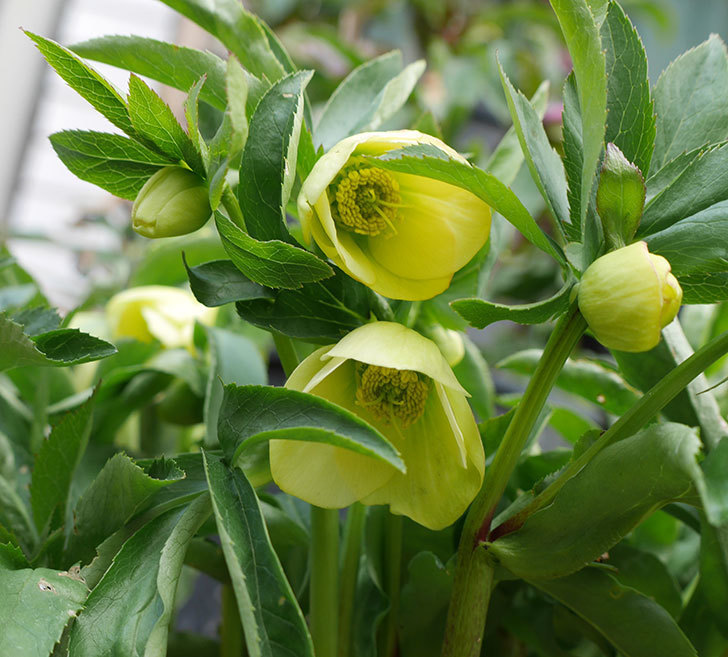 オリエンタリス-黄緑のシングルの花が咲きだした。2018年-1.jpg