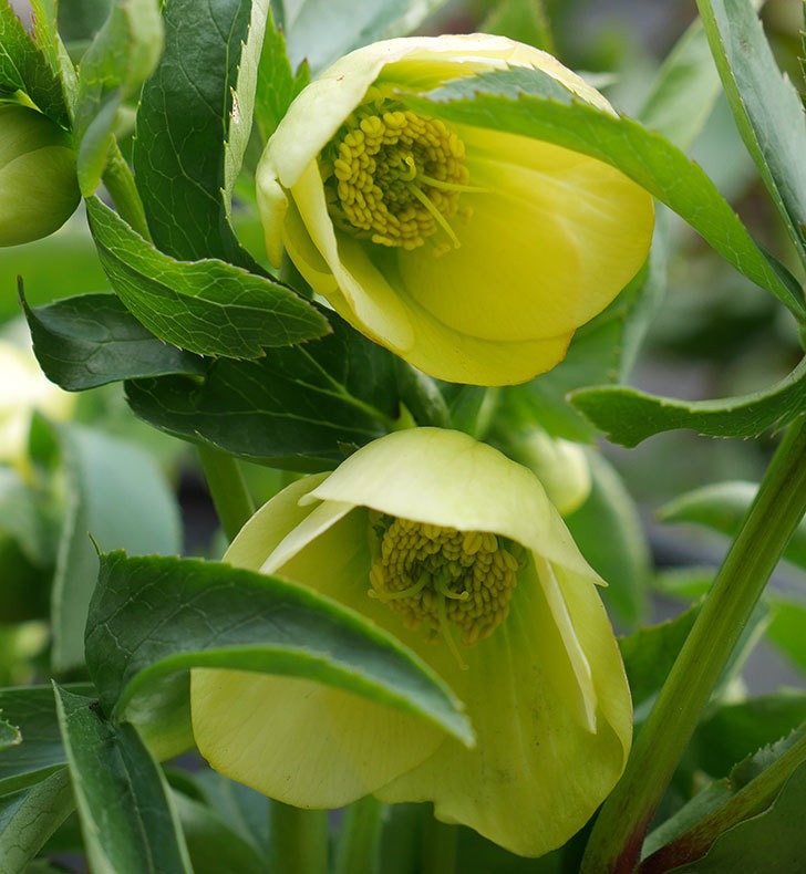オリエンタリス-黄緑のシングルの花が咲きだした。2018年-6.jpg