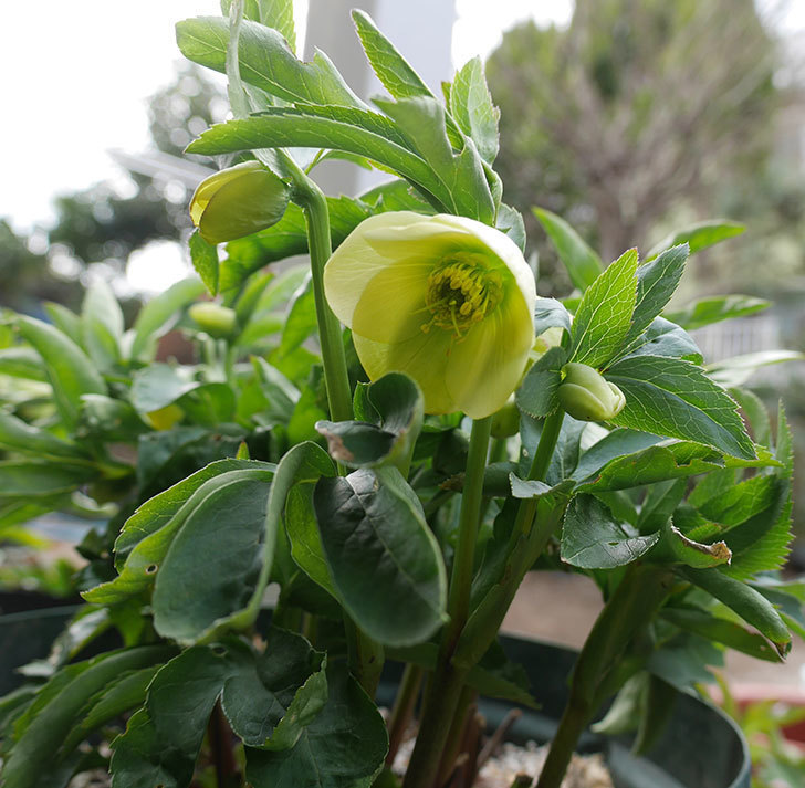オリエンタリス-黄緑のシングルの花が咲きだした。2018年-8.jpg