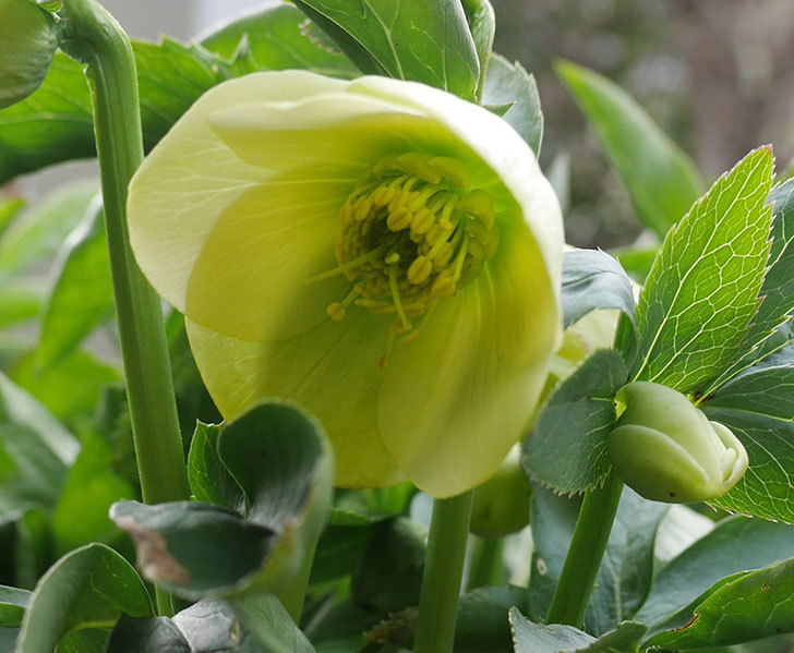 オリエンタリス-黄緑のシングルの花が咲きだした。2018年-9.jpg