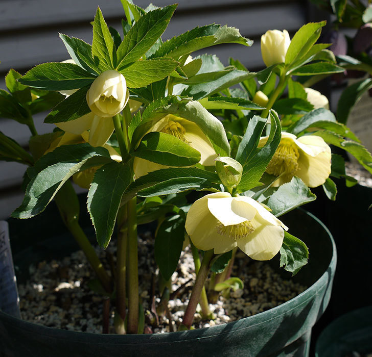 オリエンタリス-黄緑のシングルの花が増えてきた。2017年-4.jpg