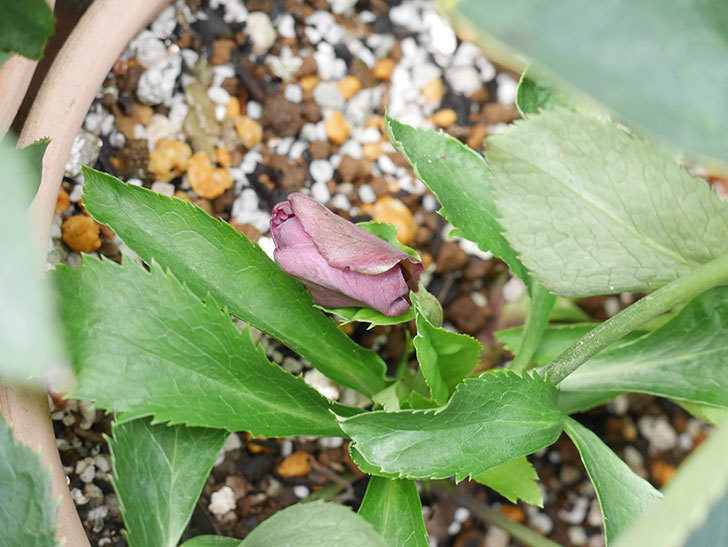 オリエンタリス 紫のシングルの花が1個咲いた。2021年12月-013.jpg