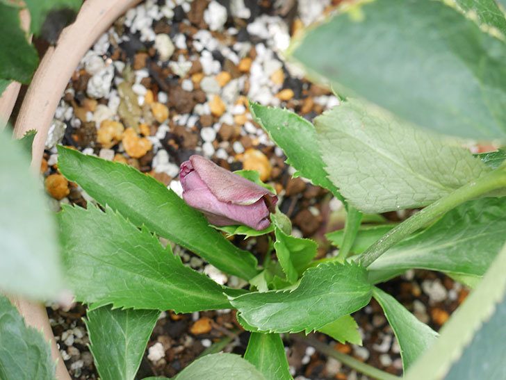 オリエンタリス 紫のシングルの花が1個咲いた。2021年12月-014.jpg