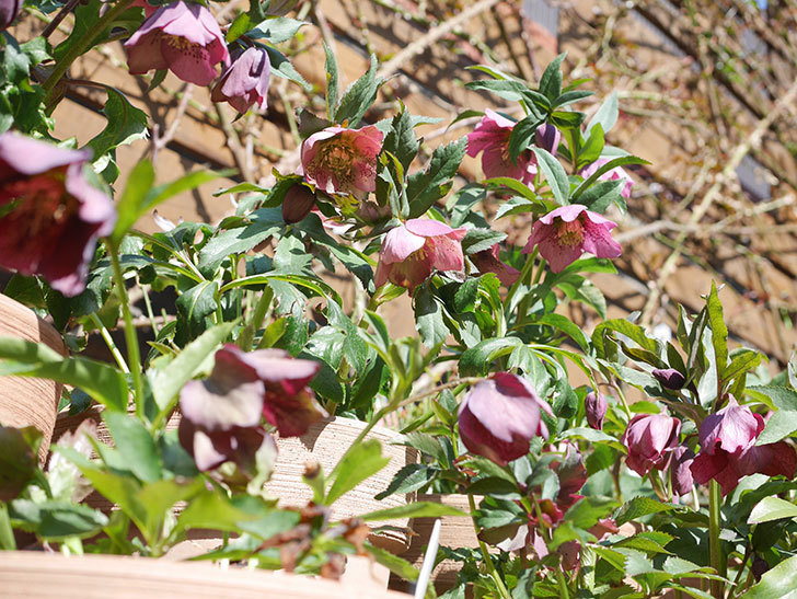 オリエンタリス 紫のシングルの花がかなり咲いた。2022年-005.jpg