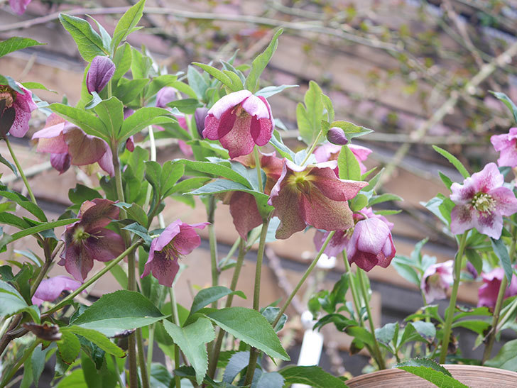 オリエンタリス 紫のシングルの花がかなり咲いた。2022年-063.jpg