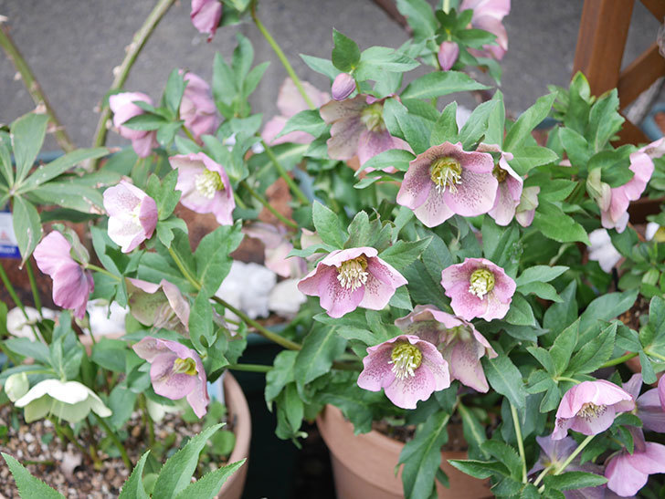 オリエンタリス 紫のシングルの花がかスゲー咲いた。2022年-001.jpg