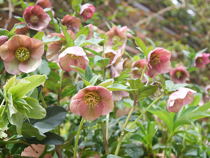 オリエンタリス 紫のシングルの花がかスゲー咲いた。2022年-030.jpg