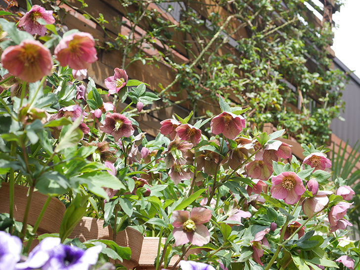 オリエンタリス 紫のシングルの花がかスゲー咲いた。2022年-037.jpg