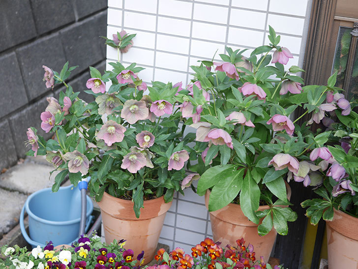 オリエンタリス 紫のシングルの花がかスゲー咲いた。2022年-053.jpg