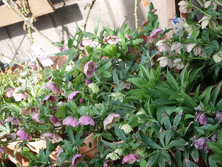 オリエンタリス 紫のシングルの花がかスゲー咲いた。2022年-060.jpg