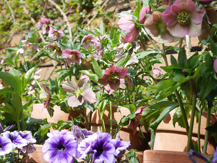 オリエンタリス 紫のシングルの花がかスゲー咲いた。2022年-061.jpg