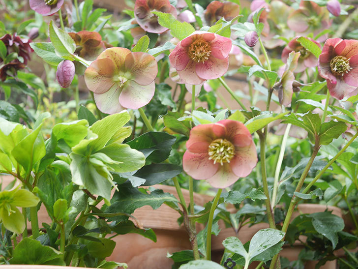 オリエンタリス 紫のシングルの花がかスゲー咲いた。2022年-069.jpg
